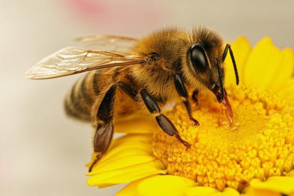مقاله: تعبیر خواب زنبور، معنی نیش زدن زنبور در خواب چیست؟