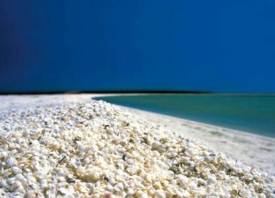 ساحل صدف استرالیا