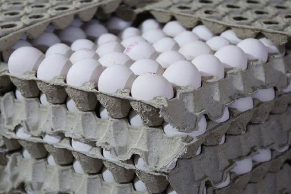 جدیدترین قیمت تخم مرغ در بازار ، یک شانه تخم مرغ چند؟