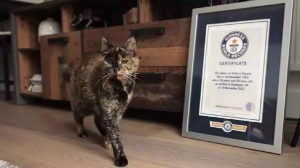 تصویر پیرترین گربه دنیا ؛ گربه ای که نامش در گینس ثبت شد