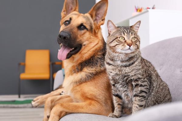 تفاوت بین گربه ها و سگ ها که ثابت می نماید جهان متفاوتی دارند!