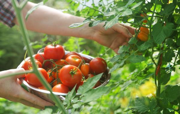 12 نکته برای کاشت و پرورش گوجه فرنگی