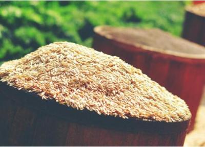 خواص سبوس برنج و تاثیر آن بر لاغری، کبد چرب، پوست و مو